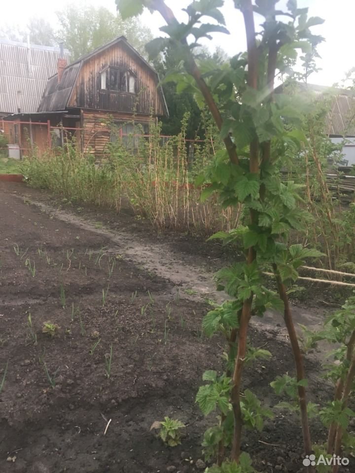 Ночной цветок турецкий Ночной цветок турецкий