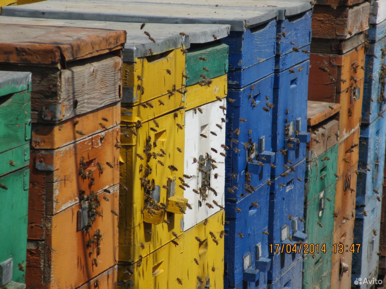 Продам пчёлосемьи и пчелопакеты купить на Зозу.ру - фотография № 1