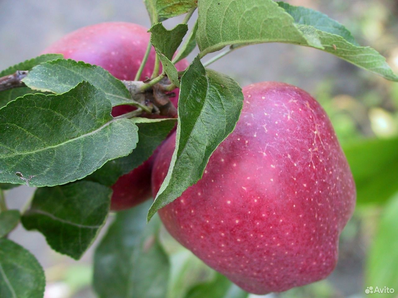 Сорт яблок Анисовка