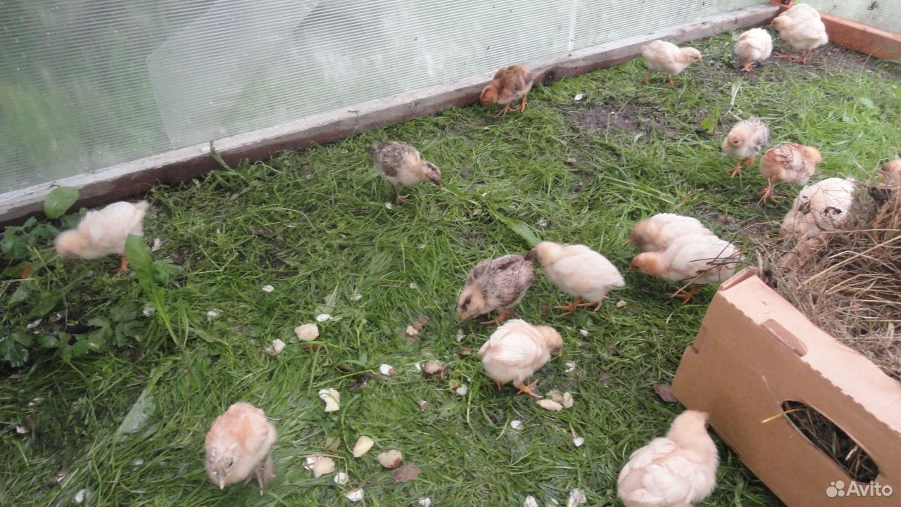 Домашние цыплята и индюшата в Батецком районе купить на Зозу.ру - фотография № 1