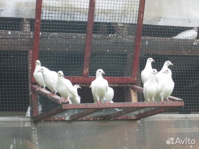 Белые спортивные голуби купить на Зозу.ру - фотография № 3
