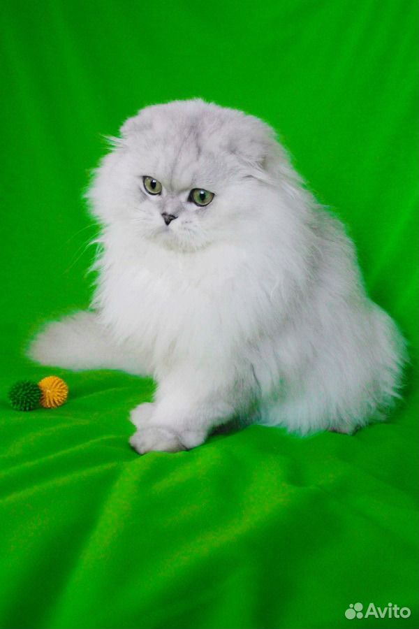 Вязка Титулованный шотландский вислоухий кот купить на Зозу.ру - фотография № 4