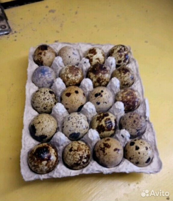 Яйца инкубационные перепелиные купить на Зозу.ру - фотография № 3