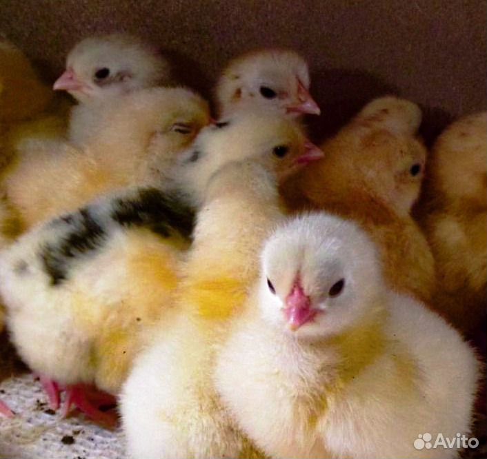 Цыплята от домашней курицы купить на Зозу.ру - фотография № 1