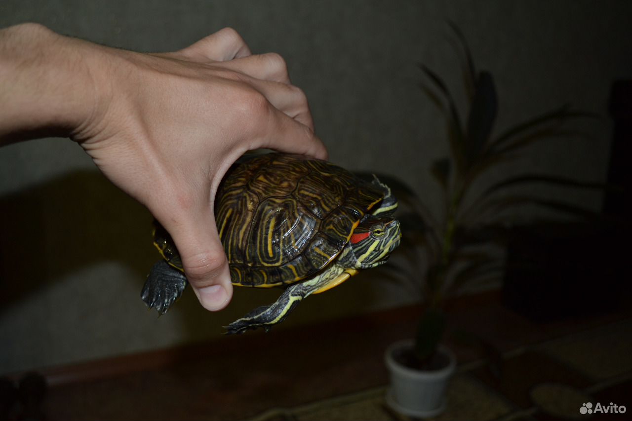 Красноухая черепаха купить на Зозу.ру - фотография № 7