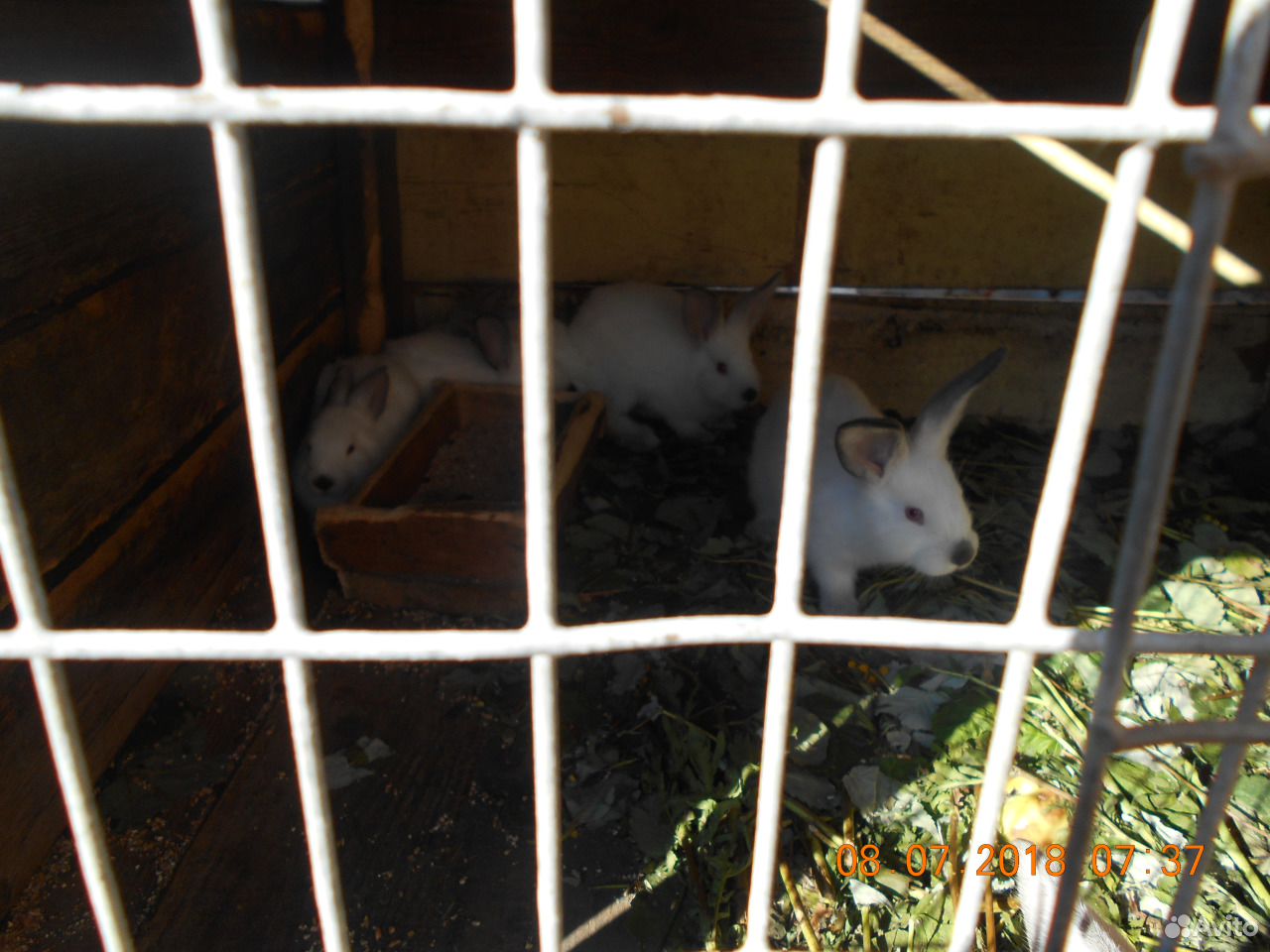 Кролики калифорнийские купить на Зозу.ру - фотография № 2