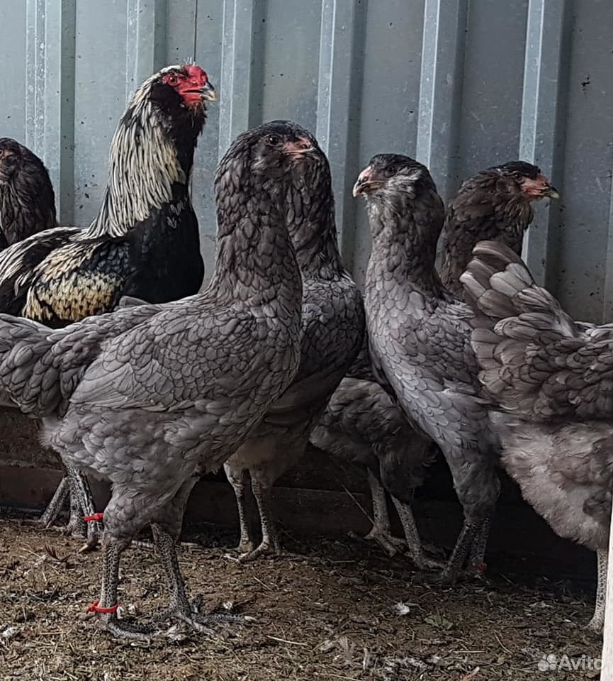 Куриные яйца для инкубатора от этих кур купить на Зозу.ру - фотография № 5
