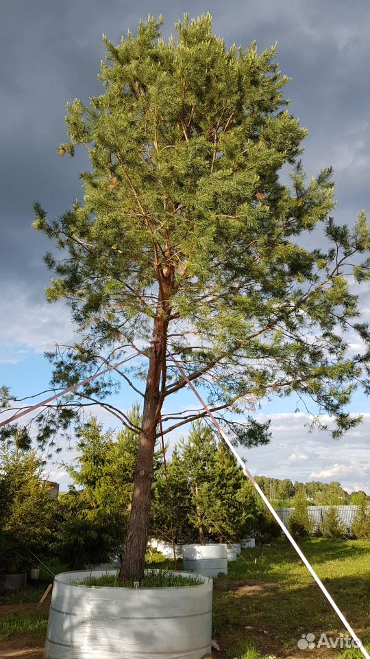 Крупномерные деревья. саженцы сосен,кедры, ели купить на Зозу.ру - фотография № 4