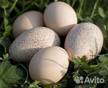 Инкубационные яйца индюков купить на Зозу.ру - фотография № 1