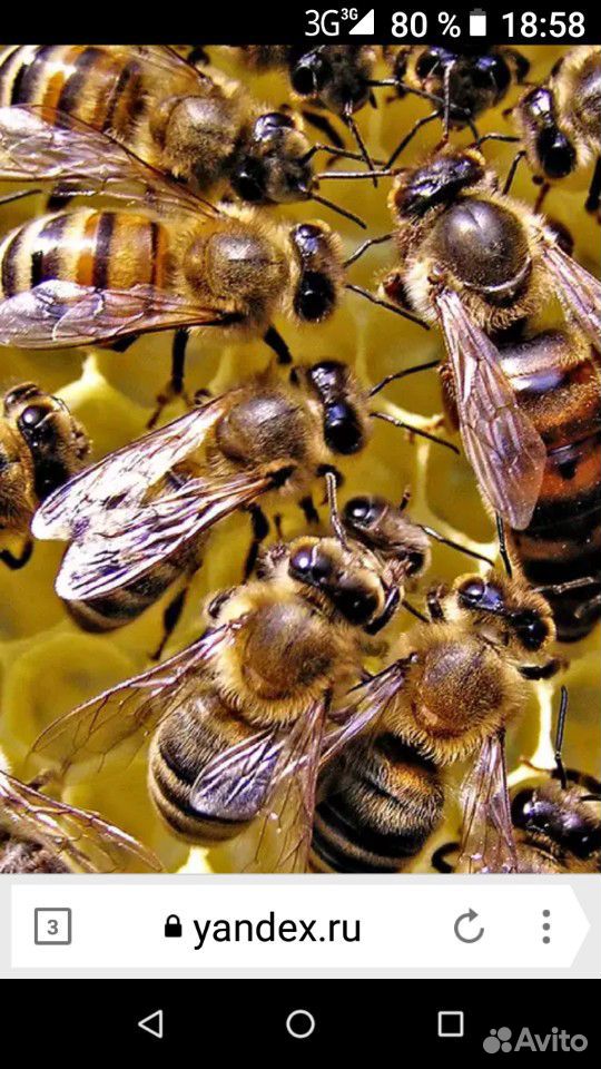 Пчелосемьи 5000 купить на Зозу.ру - фотография № 1