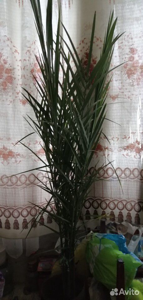 Финиковая пальма купить на Зозу.ру - фотография № 1