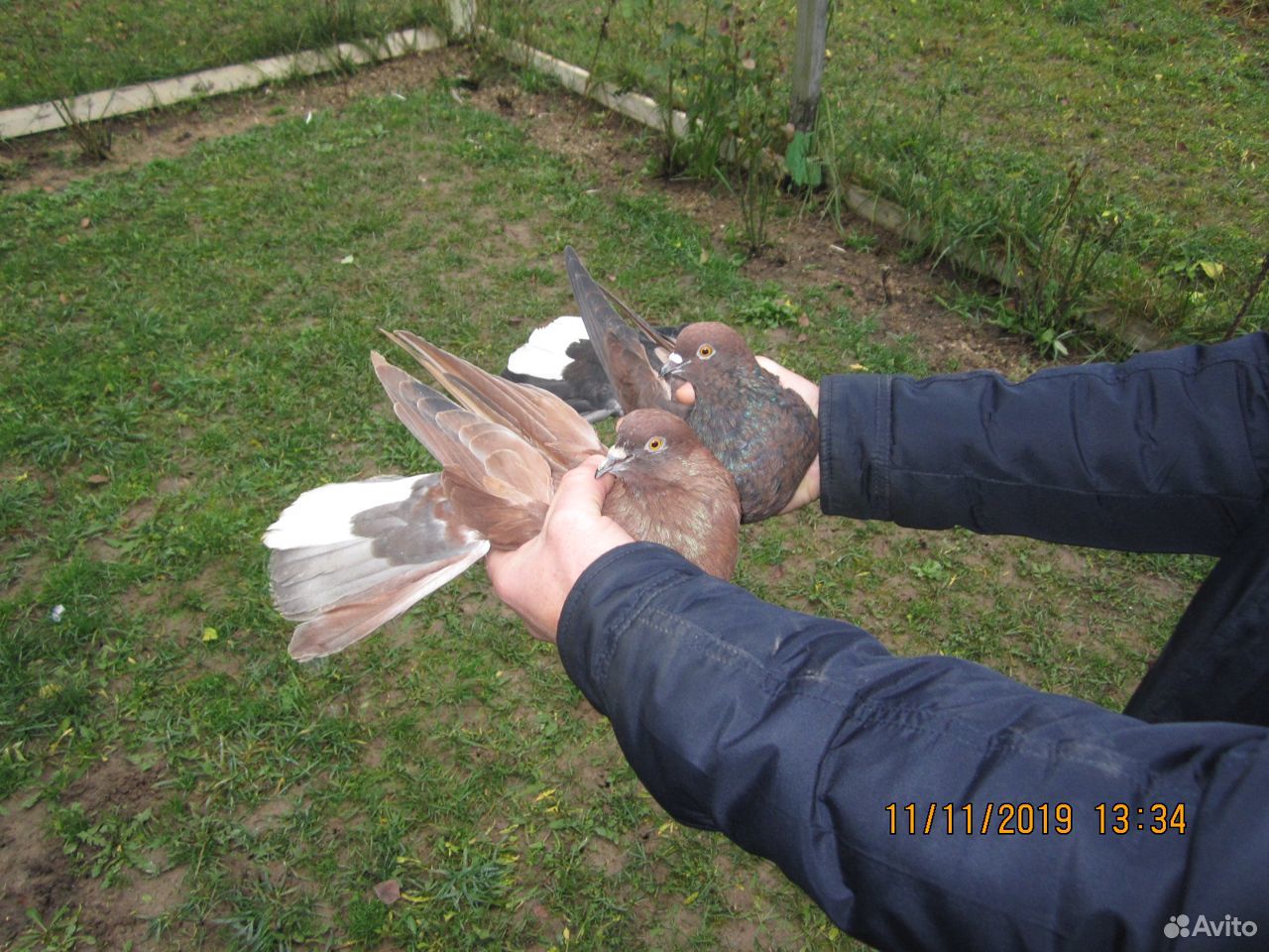 Продам Николаевских голубей в кол-ве 100 штук купить на Зозу.ру - фотография № 2