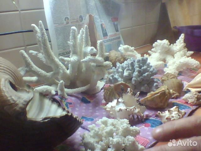 Кораллы и ракушки для аквариума купить на Зозу.ру - фотография № 1