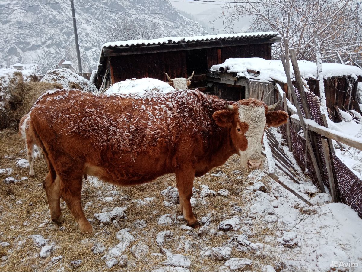 Продам 2 коровы, первотелок недавно отелилась и ко купить на Зозу.ру - фотография № 1