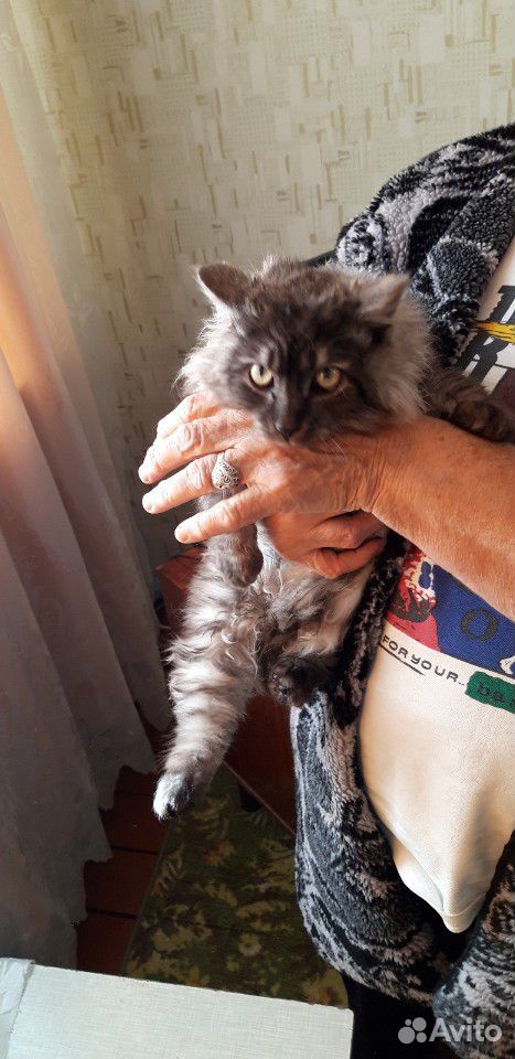 Отдам котенка мальчика в хорошие, заботливые руки купить на Зозу.ру - фотография № 4