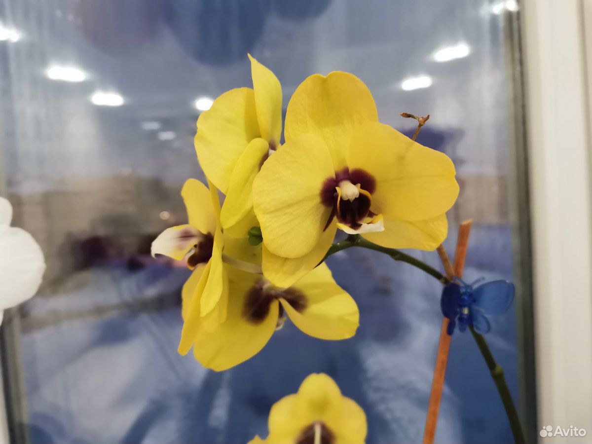 Орхидеи 9шт купить на Зозу.ру - фотография № 4
