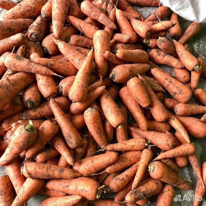 Морковь деревенская купить на Зозу.ру - фотография № 3