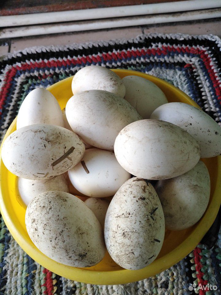 Яйца гусиные инкубационые. Линда белые купить на Зозу.ру - фотография № 1