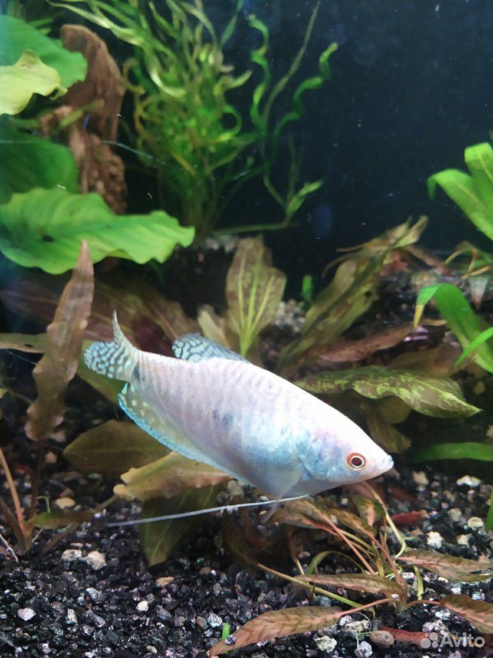 Гурами мраморные(белый,золотой,голубые) рыбки аква купить на Зозу.ру - фотография № 4