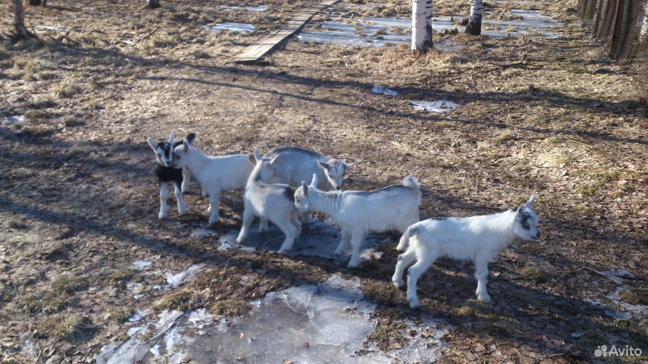 Продам козлят и дойную козу с козлятами купить на Зозу.ру - фотография № 1