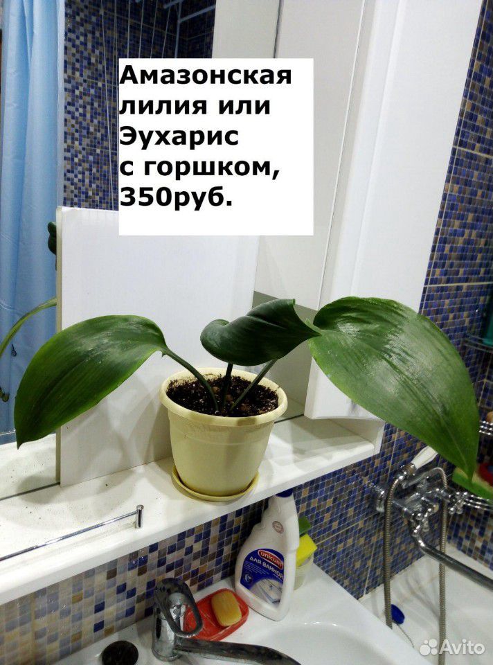Амазонская лилия купить на Зозу.ру - фотография № 3