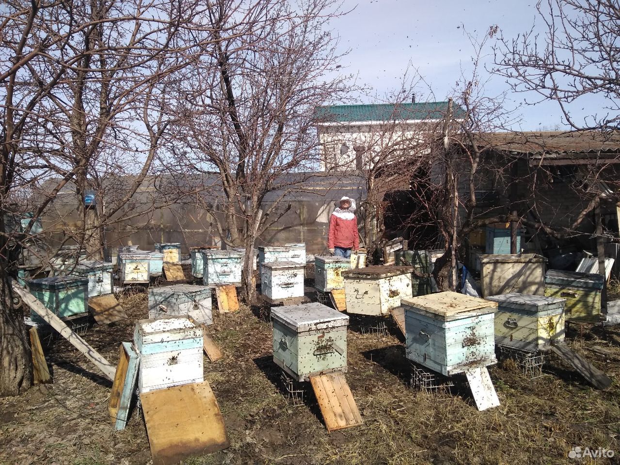 Пчелы семьями купить на Зозу.ру - фотография № 2