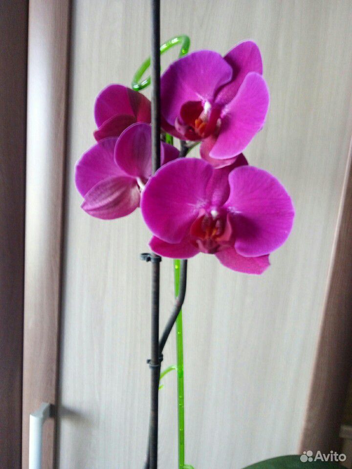 Орхидея фаленопсис купить на Зозу.ру - фотография № 3
