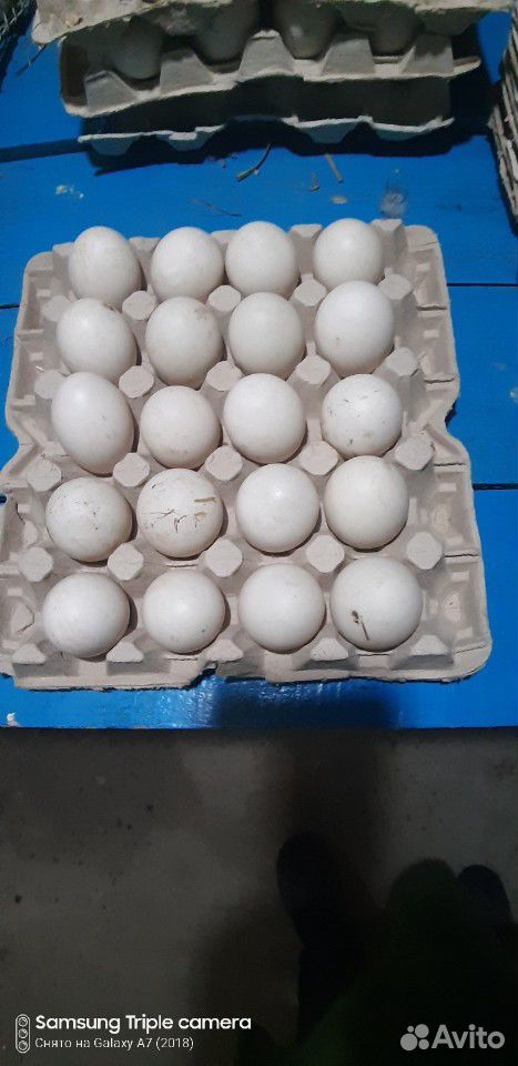 Яйца утиние гусиные, утята, гусята. Продажа оптом купить на Зозу.ру - фотография № 1