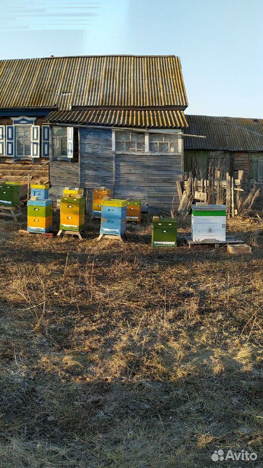 Пчелиные семьи купить на Зозу.ру - фотография № 2