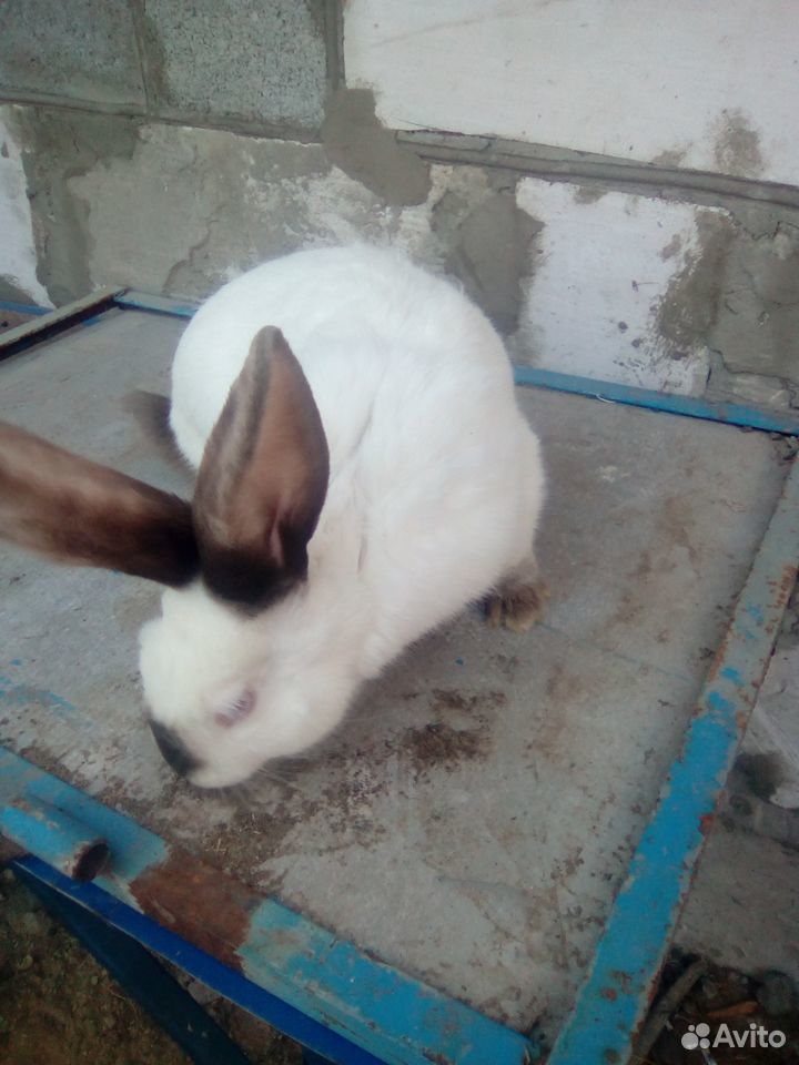 Кролики калифорния купить на Зозу.ру - фотография № 2