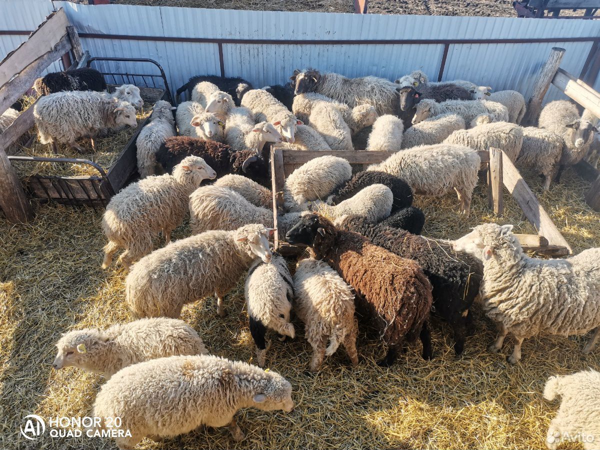 Овцы, бараны, ярки купить на Зозу.ру - фотография № 1