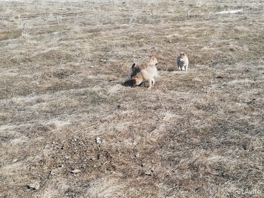 Продам западно сибирских щенят купить на Зозу.ру - фотография № 6