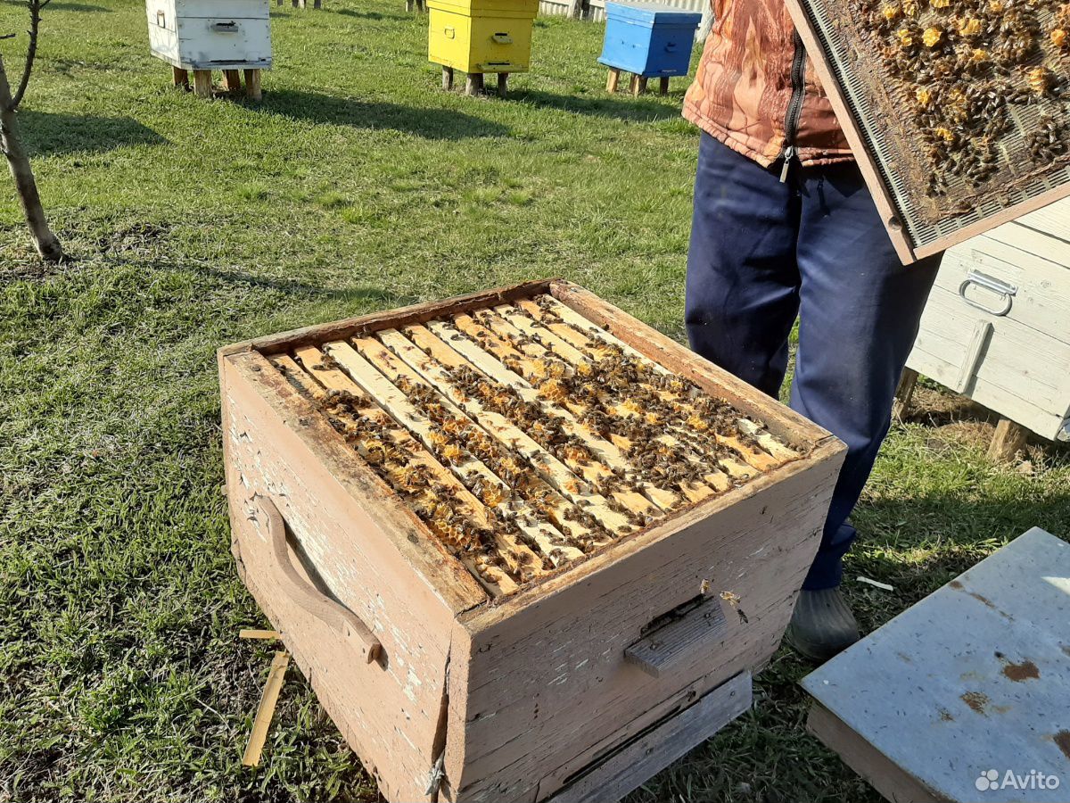 Продаются пчелы, пчелопакеты купить на Зозу.ру - фотография № 5