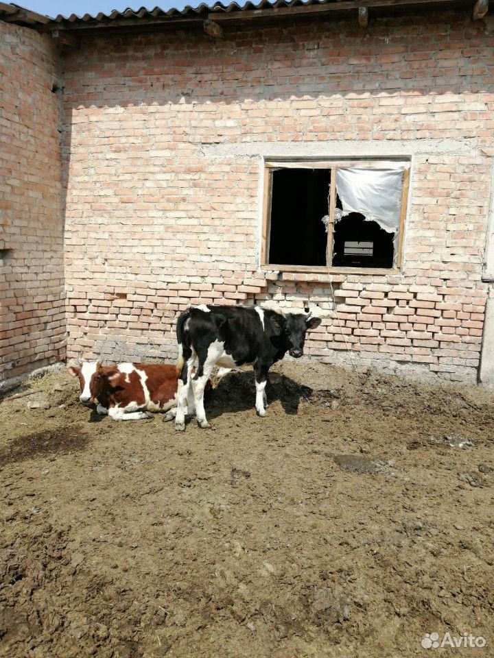 Телки коровы племенные купить на Зозу.ру - фотография № 3