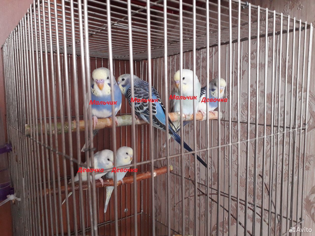 Волнистые попугаи птенцы домашнего разведения купить на Зозу.ру - фотография № 8