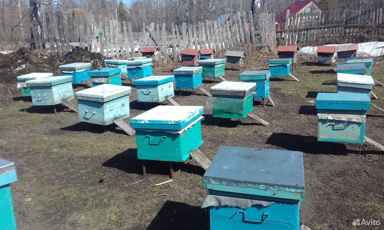 Купить Пчел В Брянской Области