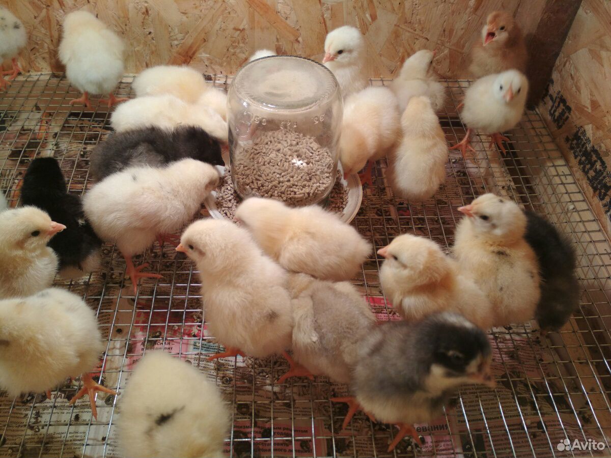 Цыплята несушки от домашних кур купить на Зозу.ру - фотография № 1