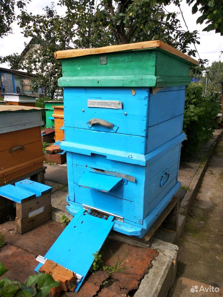 Пчёлы с ульями купить на Зозу.ру - фотография № 4