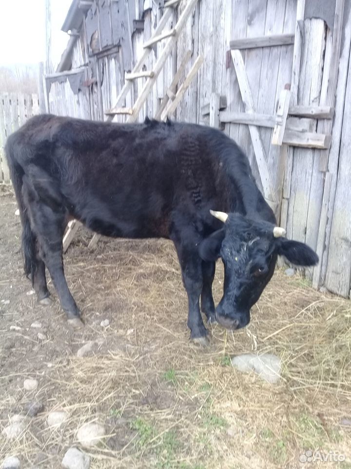 Корова тельная купить на Зозу.ру - фотография № 1