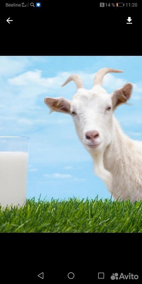 Козье молоко купить на Зозу.ру - фотография № 1