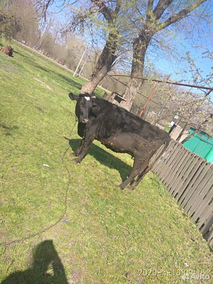 Коровы стальные красная отелица в конце апреля чёр купить на Зозу.ру - фотография № 3