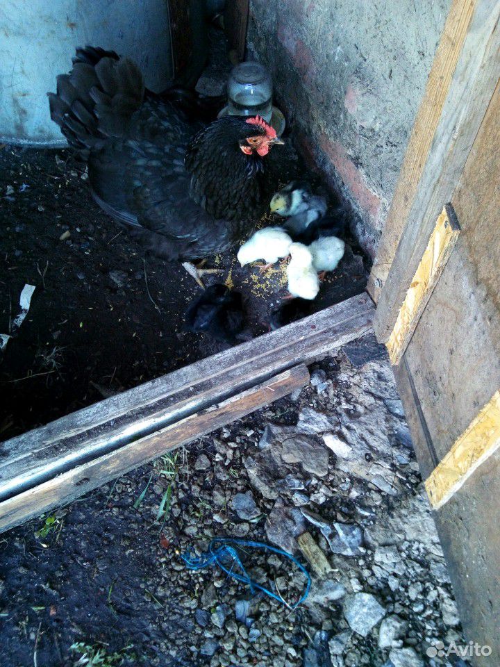 Наседка с цыплятами купить на Зозу.ру - фотография № 2