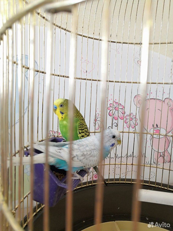 Продам двух волнистых попугайчиков вместе с клетко купить на Зозу.ру - фотография № 3