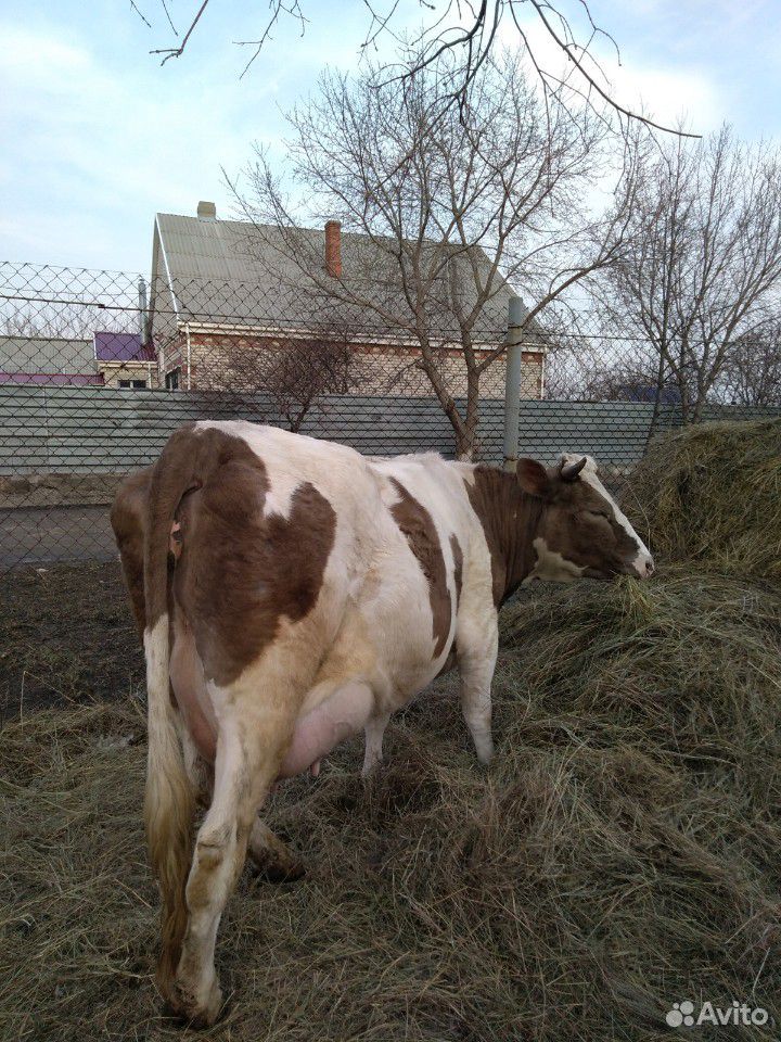 Продаётся корова-первотелок, бычки и козлик купить на Зозу.ру - фотография № 2