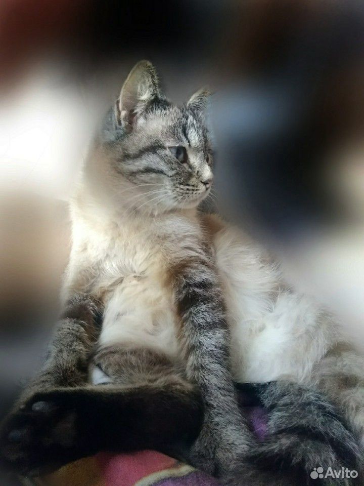 Котята от невской маскарадной кошки купить на Зозу.ру - фотография № 1