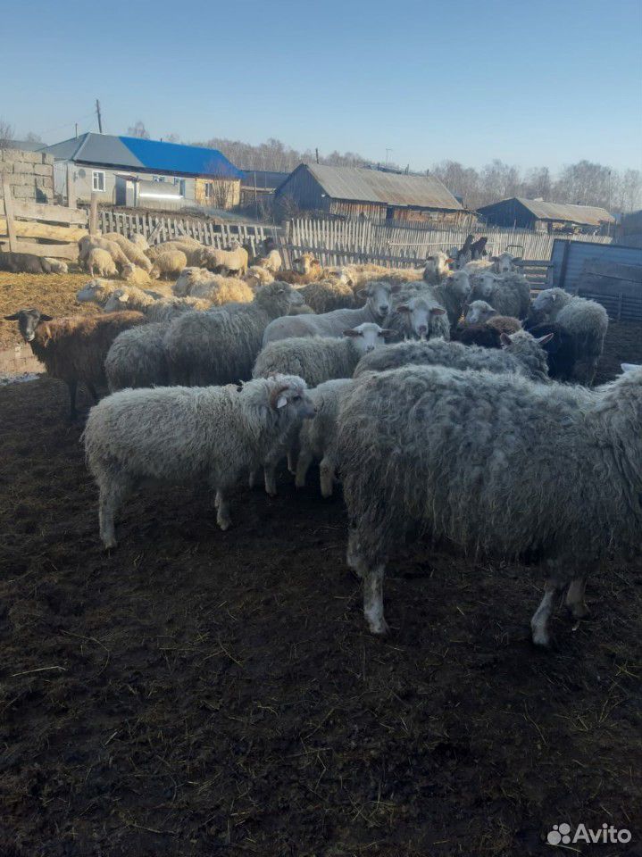 Продается стадо овцы, бараны, ягнята купить на Зозу.ру - фотография № 1