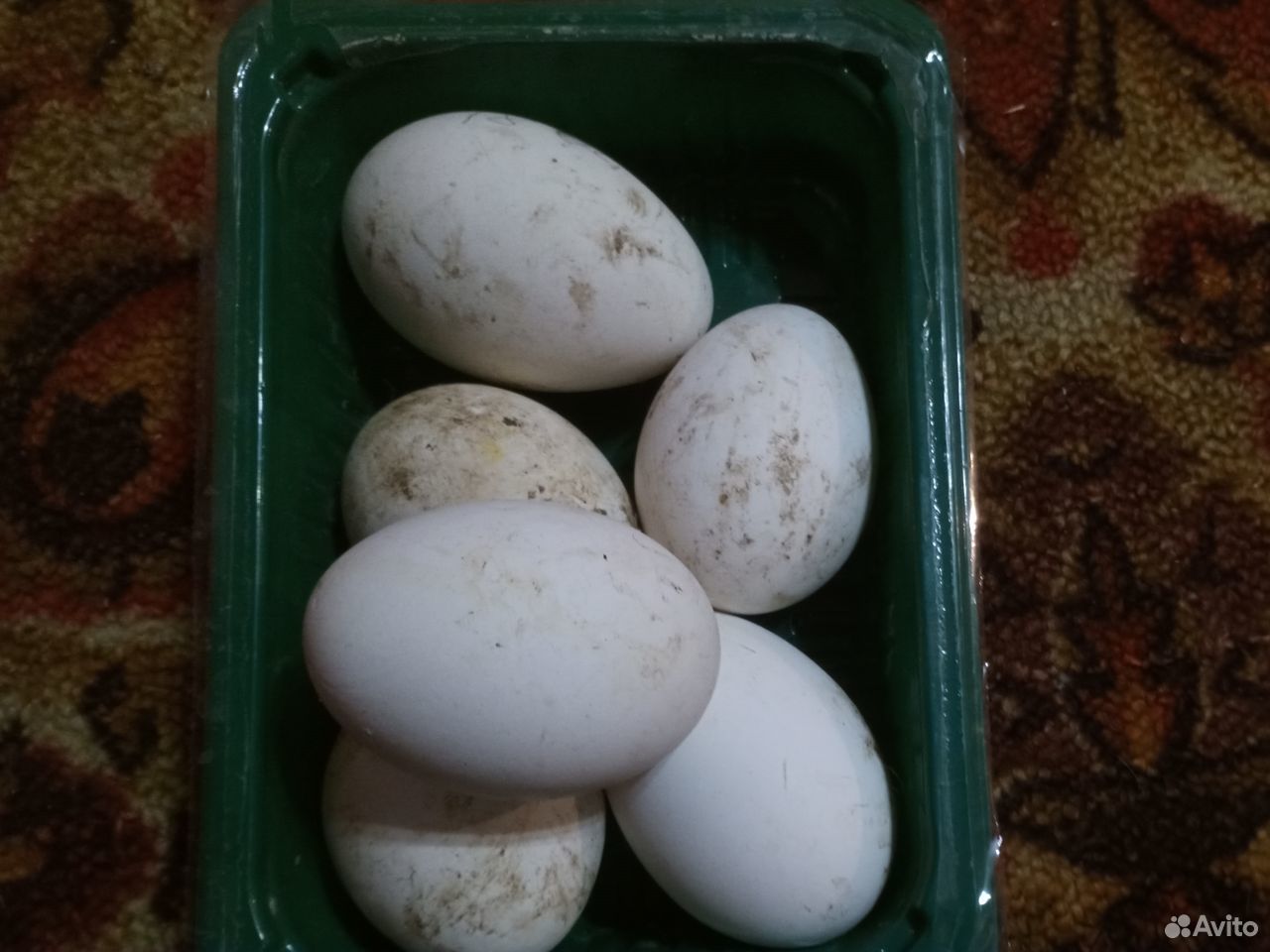 Яйцо инкубационное гусиное, утиное купить на Зозу.ру - фотография № 1