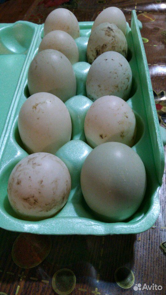 Инкубационное яицо подсадной утки купить на Зозу.ру - фотография № 1
