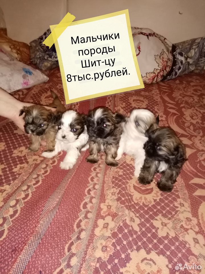 Готовятся к продаже щенки породы Шит-цу в г. Армав купить на Зозу.ру - фотография № 1