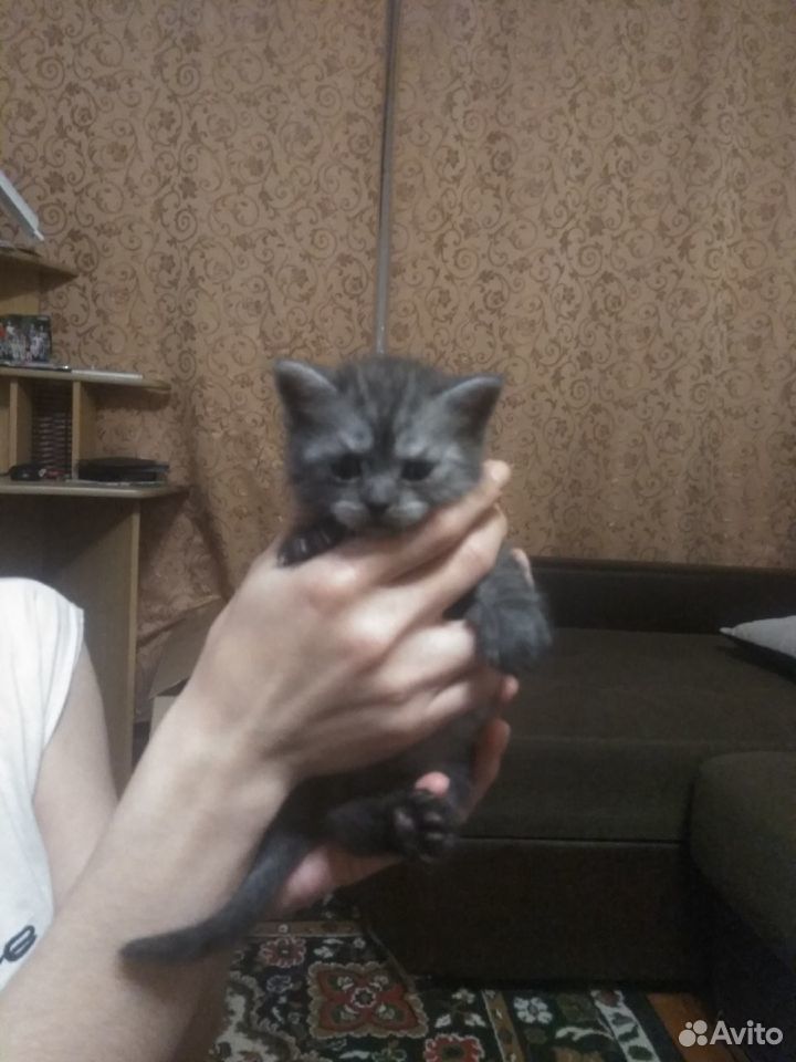 Продам вислоухих котят купить на Зозу.ру - фотография № 4